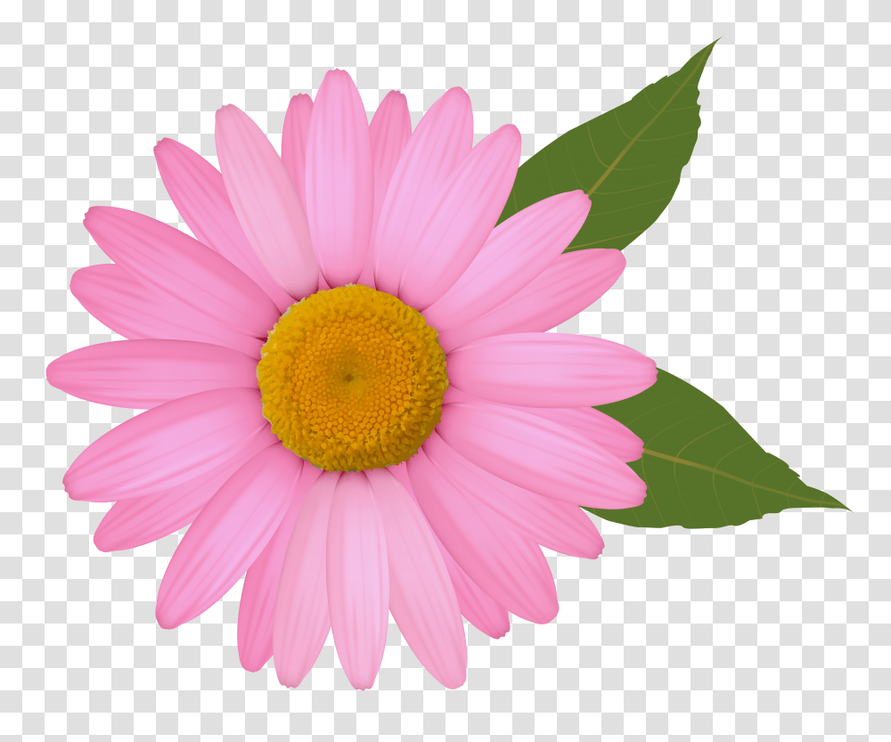 Pink Daisy Clipart Image Pink Daisy Flower Clipart, Plant, Daisies, Blossom, Petal Transparent Png