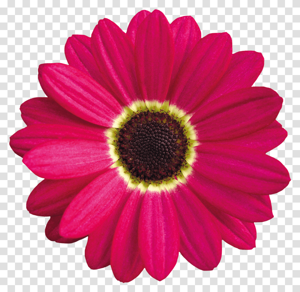 Pink Daisy Clipart Images Gallery For Free Myreal Daisy Flower Vector, Plant, Daisies, Blossom, Petal Transparent Png