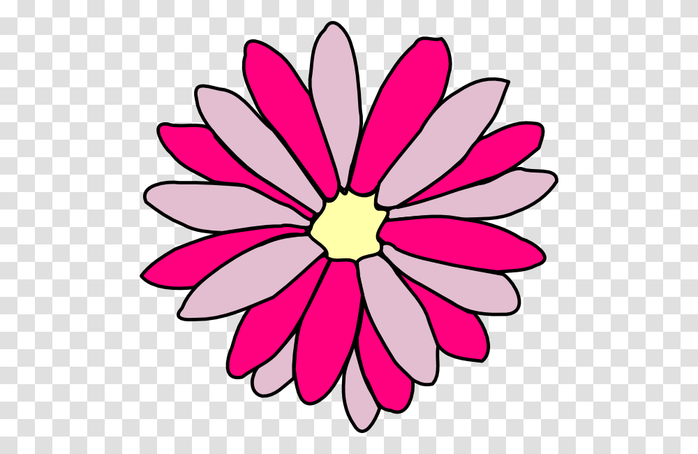 Pink Daisy Flower, Petal, Plant, Blossom, Daisies Transparent Png