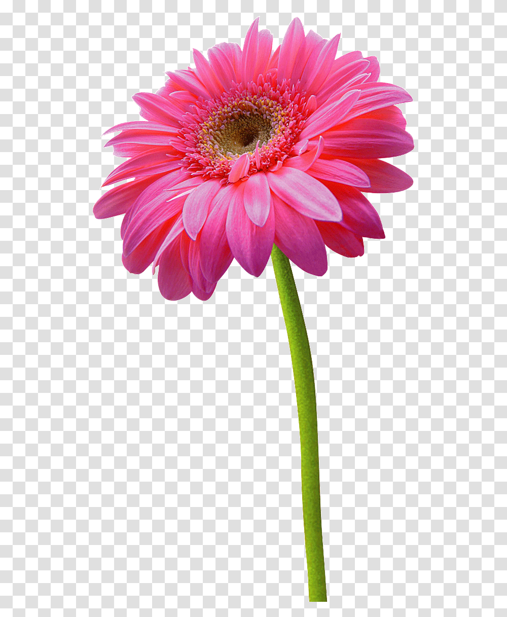 Pink Daisy Flower, Plant, Daisies, Blossom, Dahlia Transparent Png
