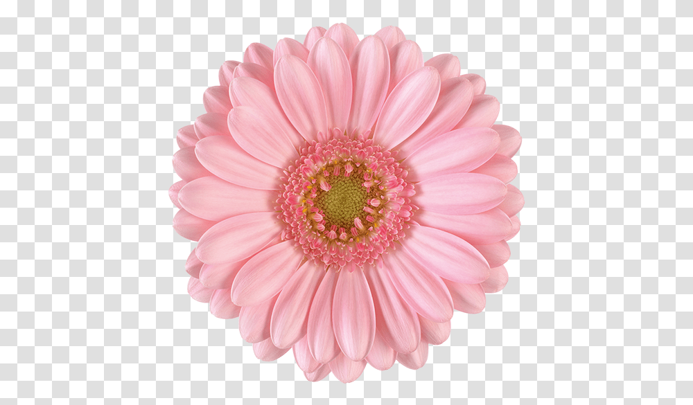Pink Daisy Flower, Plant, Daisies, Blossom, Dahlia Transparent Png