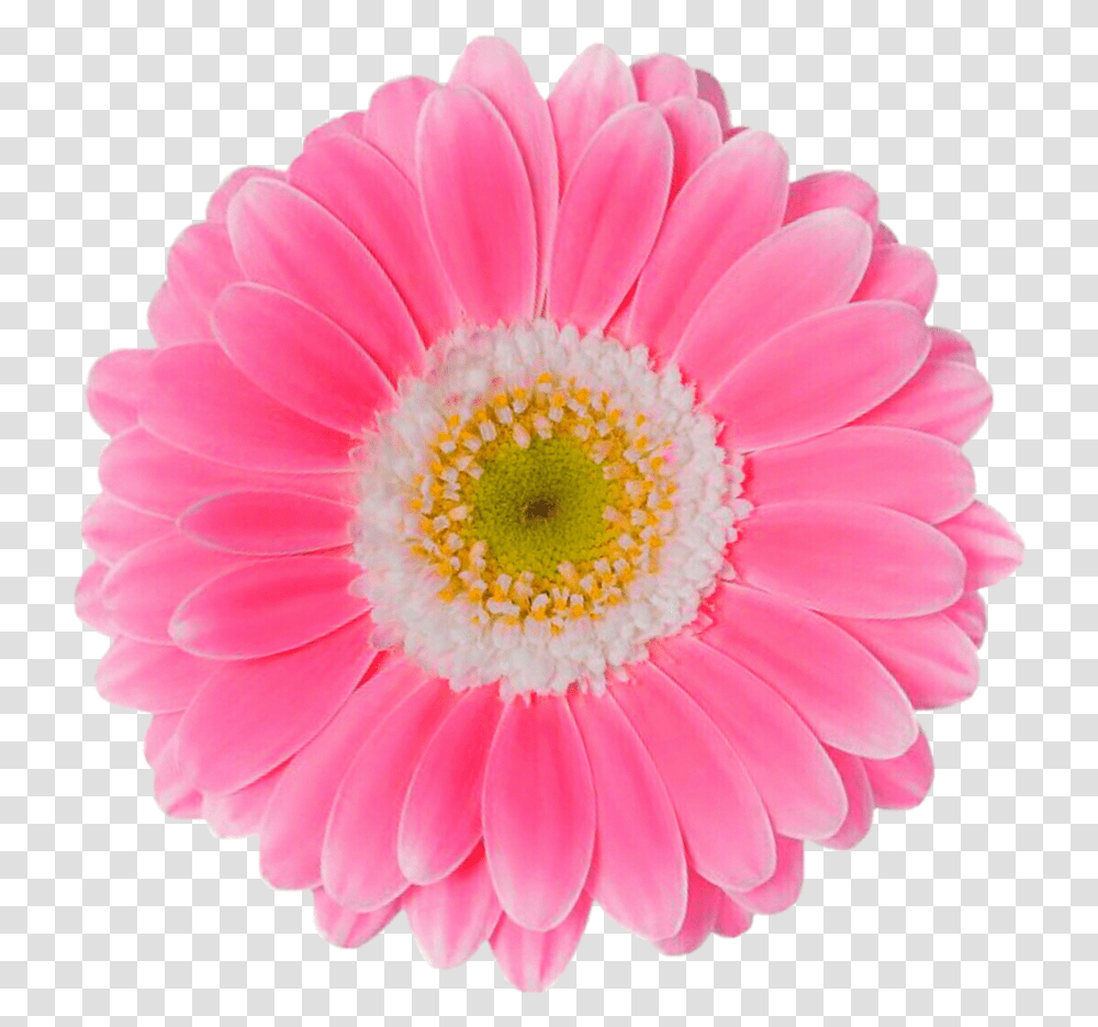 Pink Daisy Flower, Plant, Daisies, Blossom, Petal Transparent Png