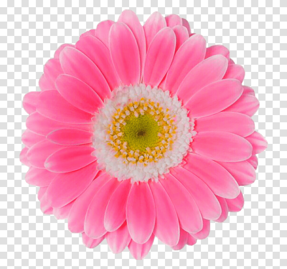 Pink Daisy Pink Daisy Flower, Plant, Daisies, Blossom, Petal Transparent Png
