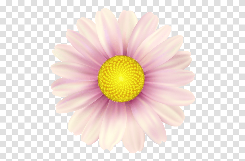 Pink Daisy, Plant, Flower, Daisies, Blossom Transparent Png