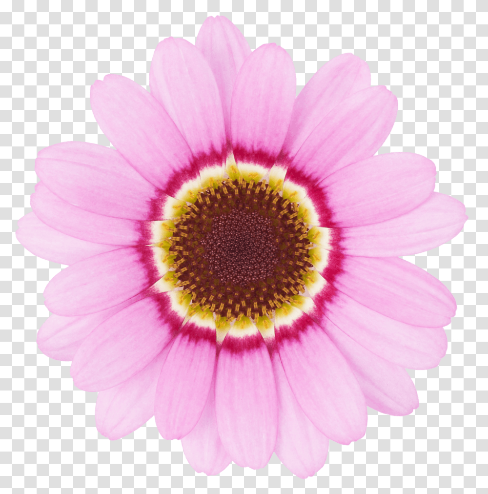 Pink Daisy, Plant, Flower, Daisies, Blossom Transparent Png