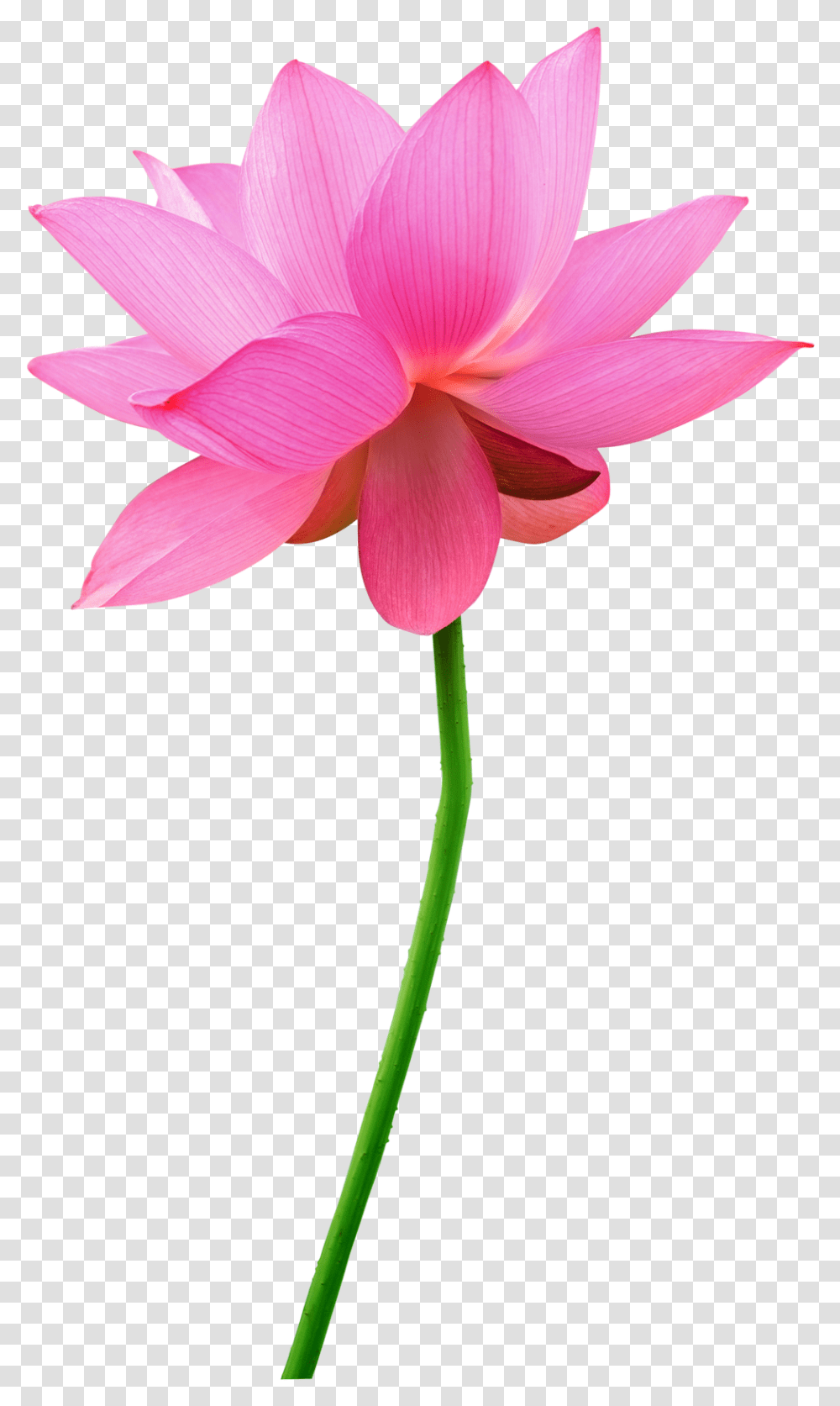 Pink Daisy, Plant, Lily, Flower, Blossom Transparent Png