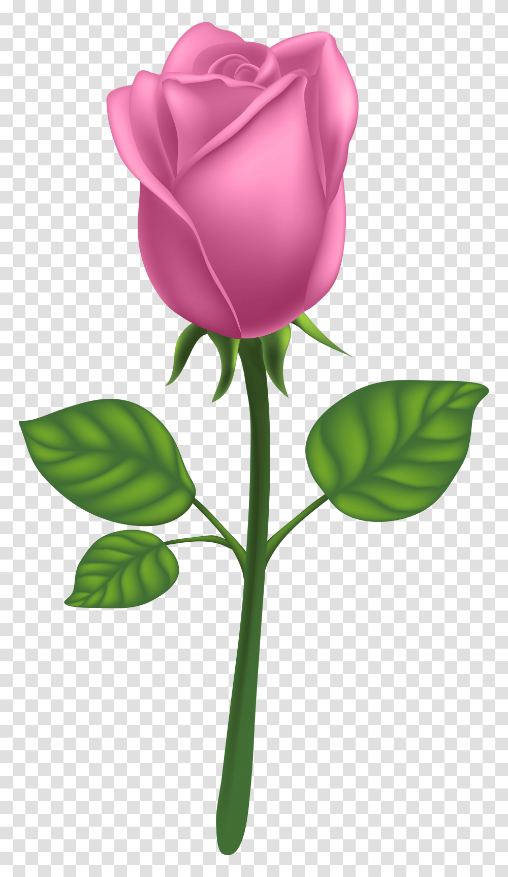 Pink Deco Rose Clip Art, Flower, Plant, Blossom, Petal Transparent Png