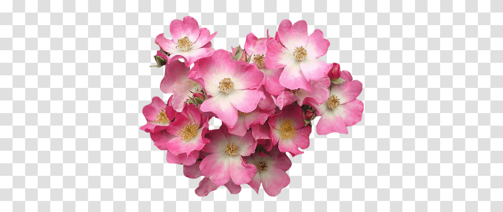 Pink Dogwood Flower Gif, Plant, Geranium, Blossom, Anther Transparent Png