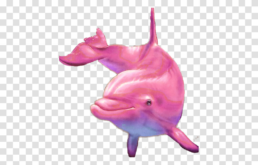 Pink Dolphin Common Bottlenose Dolphin, Mammal, Sea Life, Animal, Person Transparent Png