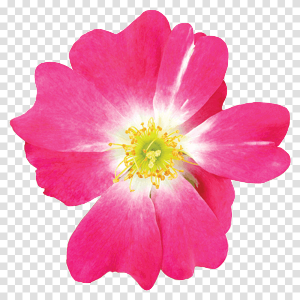 Pink Drift Rosa Pink Drift, Plant, Flower, Blossom, Geranium Transparent Png