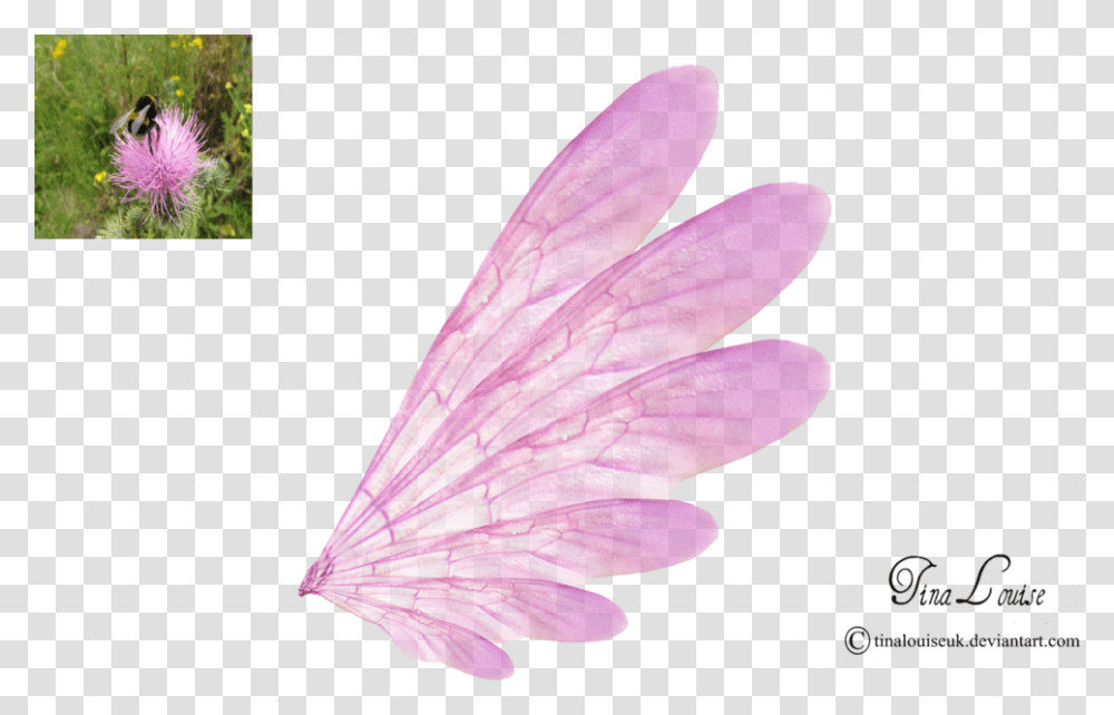 Pink Fairy Wings By Tinalouiseuk Fairy Wings With Background, Plant, Flower, Blossom, Bird Transparent Png