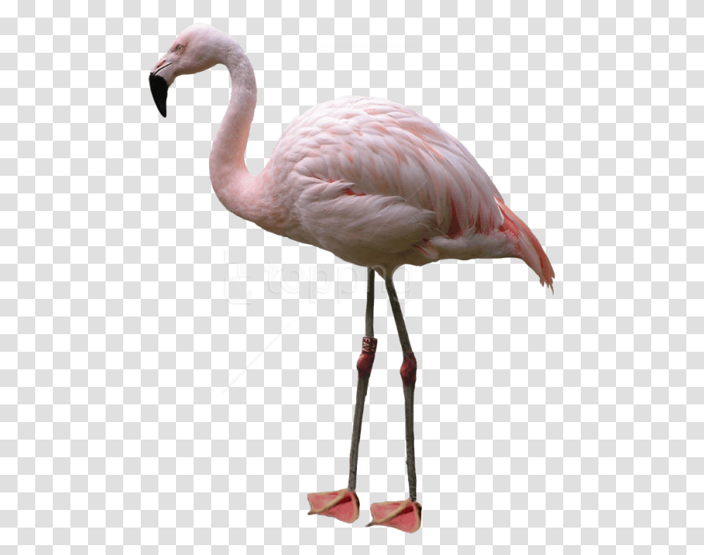 Pink Flamingo, Bird, Animal, Beak Transparent Png