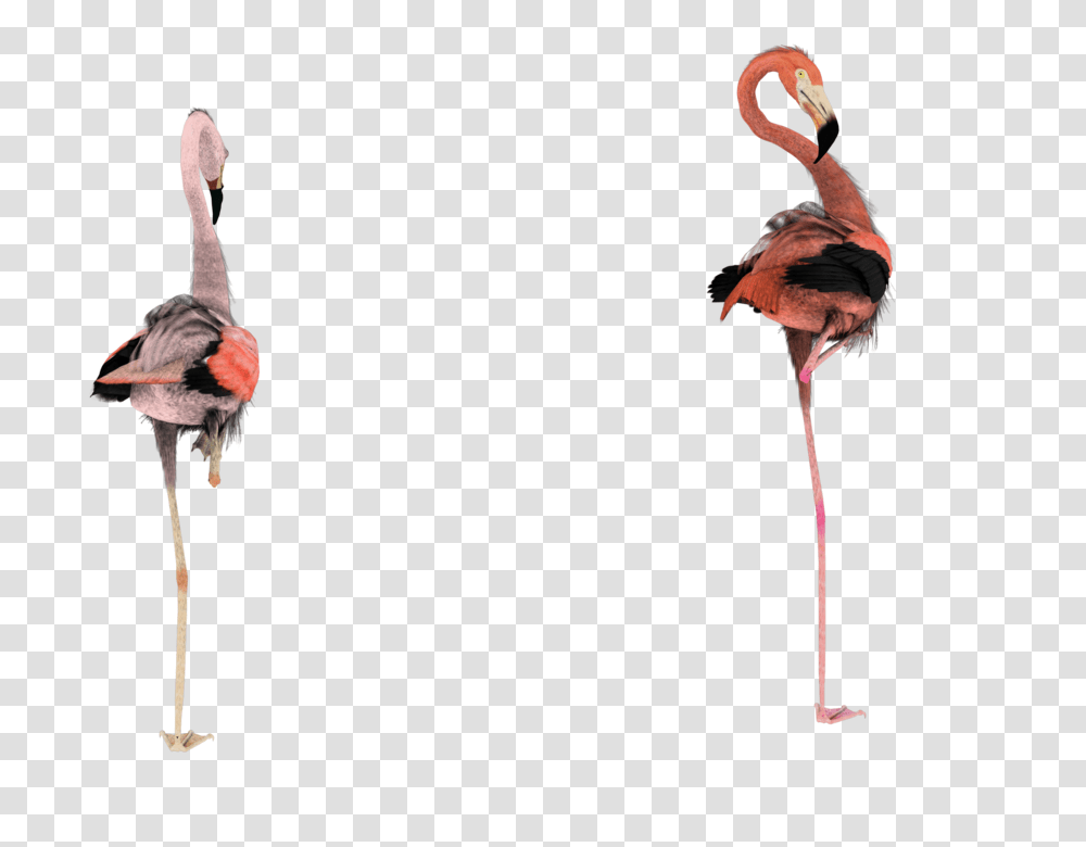 Pink Flamingo Clip Art, Bird, Animal, Acrobatic, Dance Transparent Png