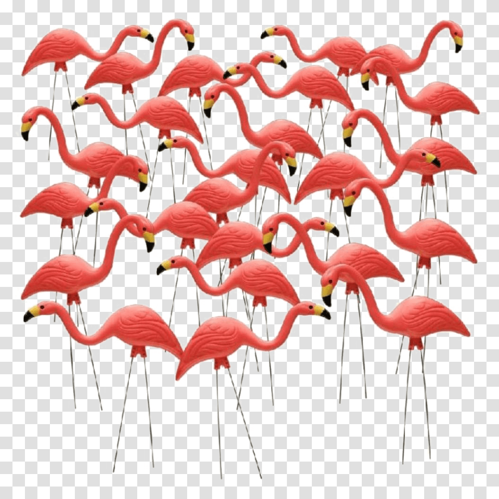 Pink Flamingos Garden, Bird, Animal, Flock Transparent Png