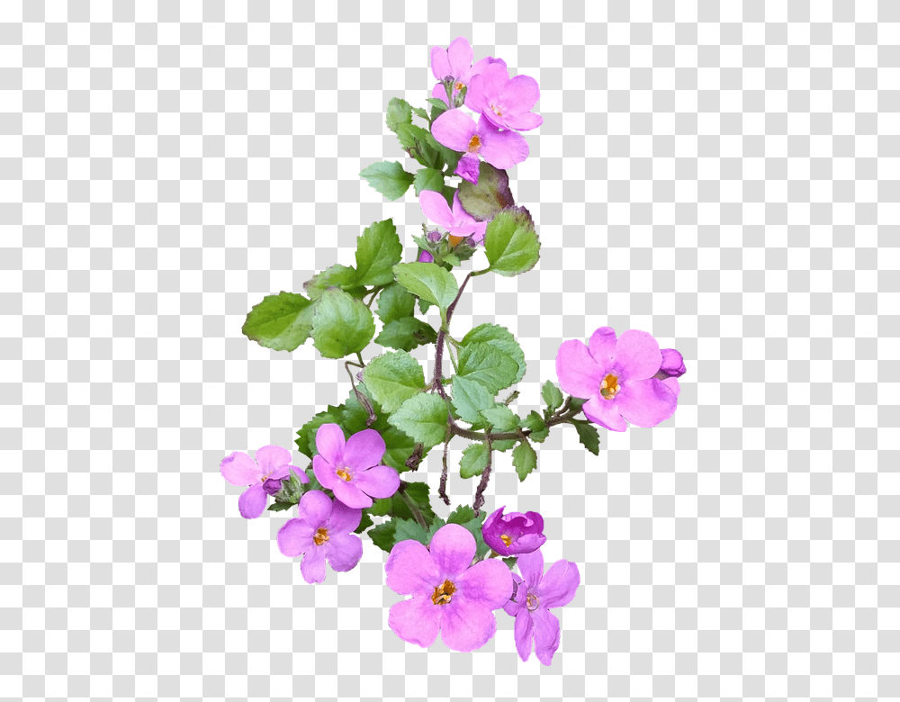 Pink Flower 960, Geranium, Plant, Blossom, Potted Plant Transparent Png