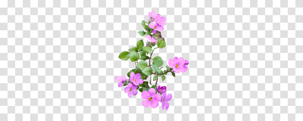 Pink Flower Nature, Geranium, Plant, Blossom Transparent Png