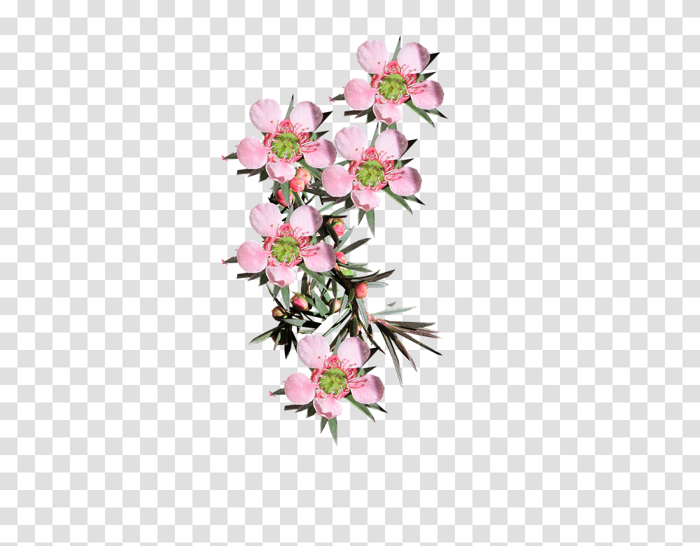 Pink Flower 960, Plant, Blossom, Flower Arrangement, Flower Bouquet Transparent Png