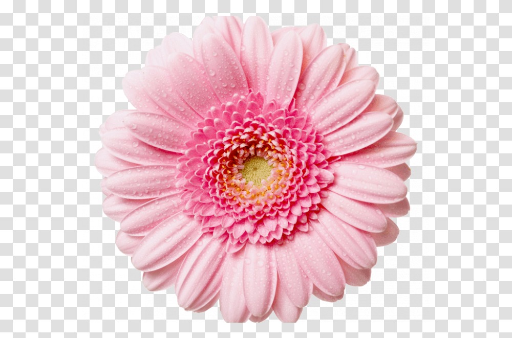 Pink Flower Background Background Clipart Flower, Plant, Dahlia, Blossom, Daisy Transparent Png