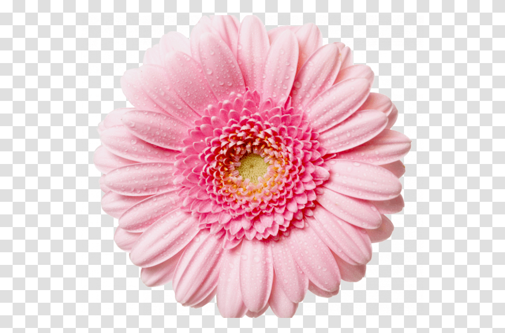 Pink Flower Background Flower With No Background, Plant, Dahlia, Blossom, Daisy Transparent Png