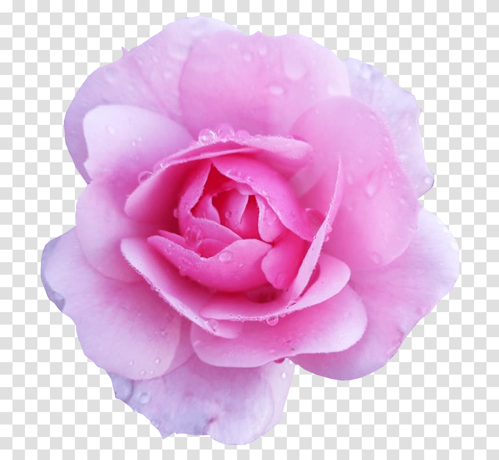 Pink Flower Background, Rose, Plant, Blossom, Petal Transparent Png