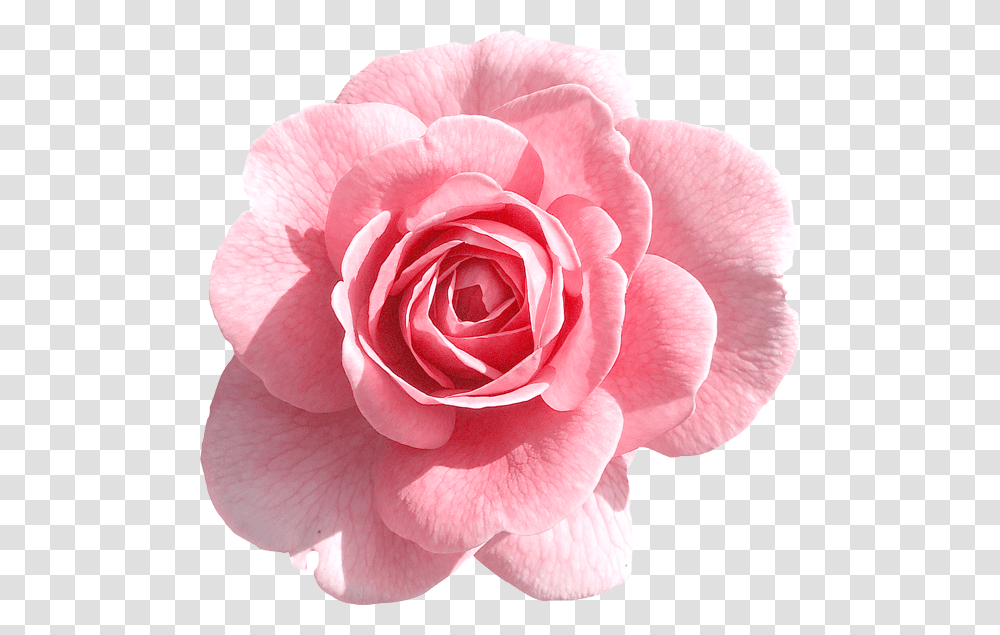 Pink Flower Background, Rose, Plant, Blossom, Petal Transparent Png