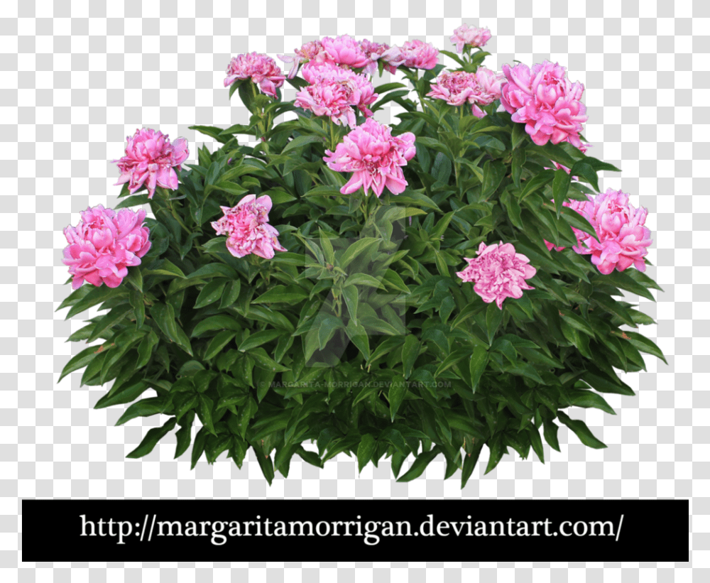 Pink Flower Bush, Plant, Geranium, Blossom, Peony Transparent Png