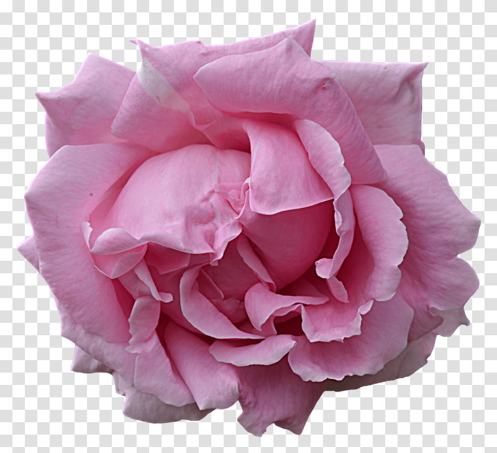 Pink Flower By Frankandcarystock Google Flower Pngs, Rose, Plant, Blossom, Petal Transparent Png