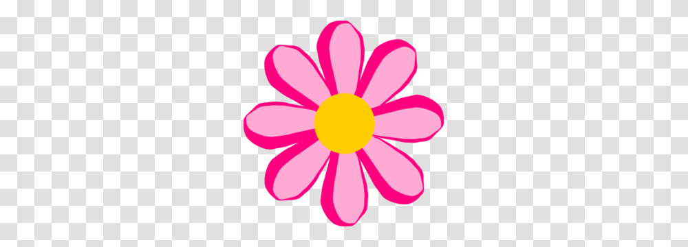 Pink Flower Clip Art, Daisy, Plant, Daisies, Blossom Transparent Png
