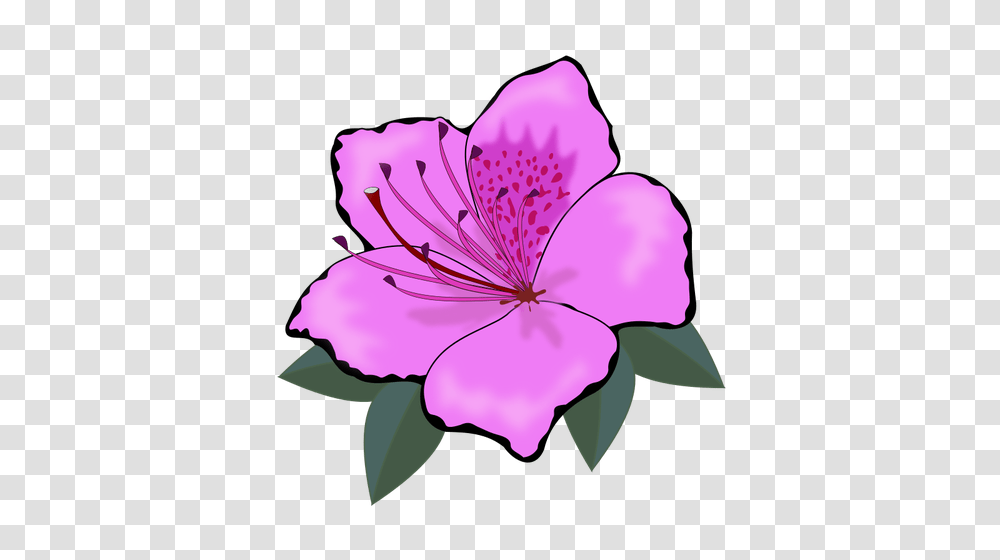 Pink Flower Clip Art Graphics, Plant, Geranium, Blossom, Petal Transparent Png