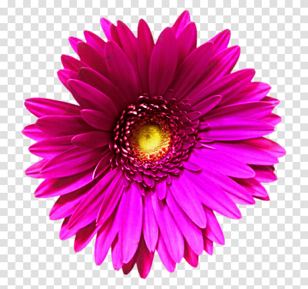 Pink Flower Clipart Background Gerbera, Plant, Dahlia, Blossom, Daisy Transparent Png
