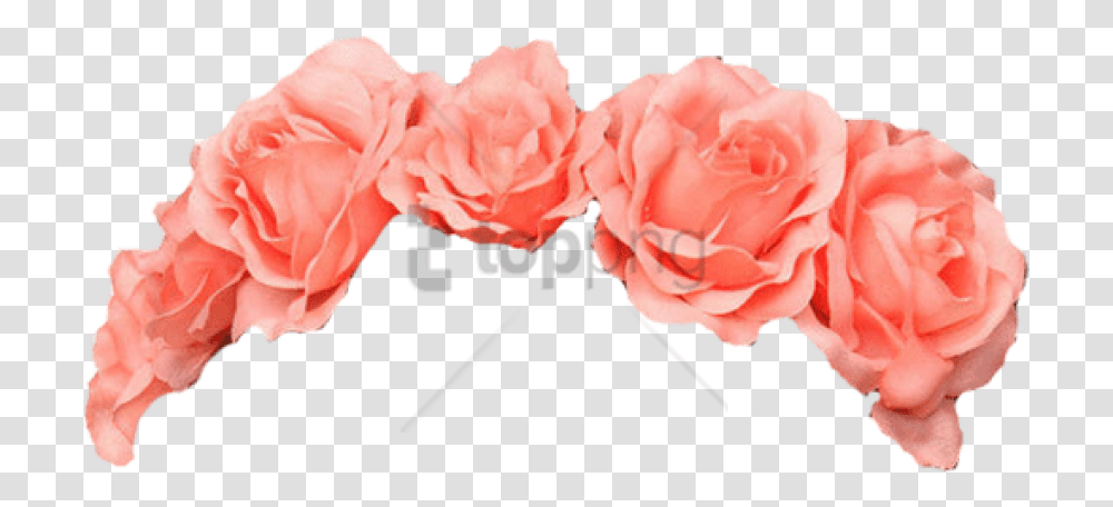 Pink Flower Crown Picture Flower Crown, Plant, Blossom, Carnation, Rose Transparent Png