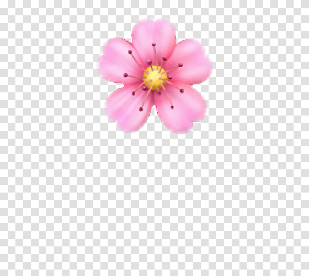 Pink Flower Emoji, Plant, Blossom, Anther, Petal Transparent Png