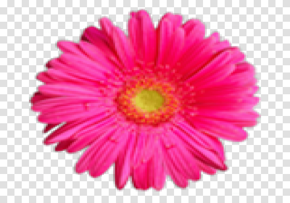 Pink Flower Hd, Plant, Daisy, Daisies, Blossom Transparent Png
