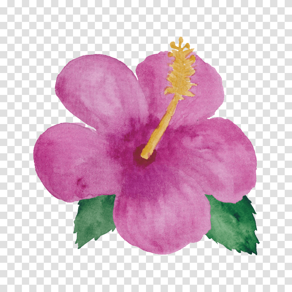 Pink Flower Little Princess Free Download, Plant, Blossom, Hibiscus, Geranium Transparent Png