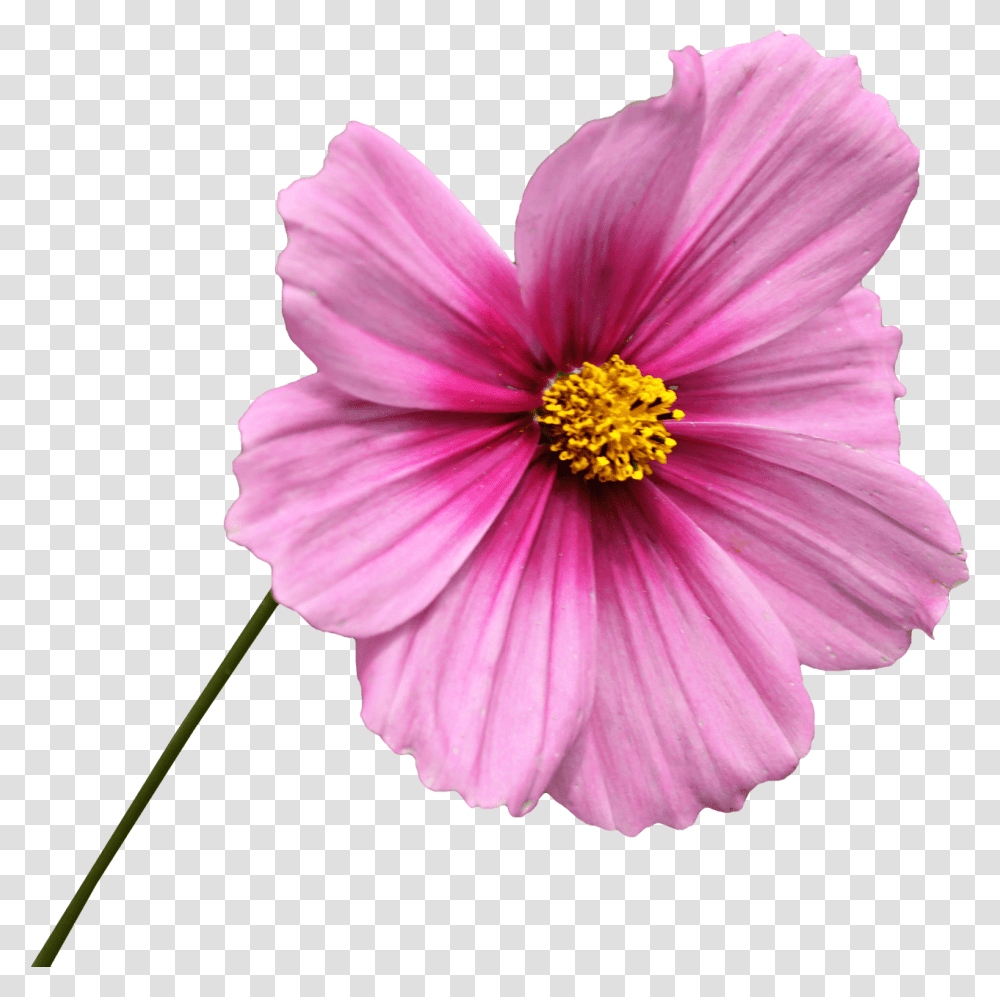 Pink Flower On Stem Cosmos Flower, Pollen, Plant, Petal, Blossom Transparent Png