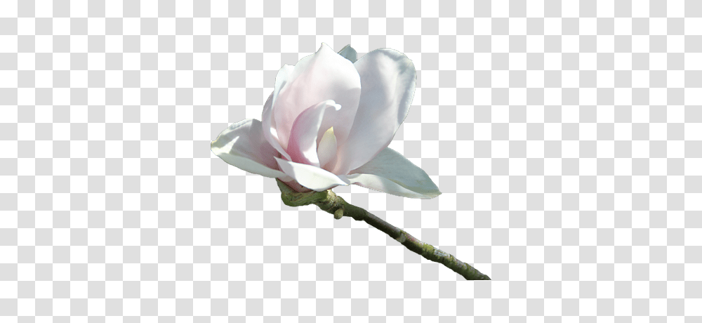 Pink Flower On Stem, Rose, Plant, Petal, Bud Transparent Png