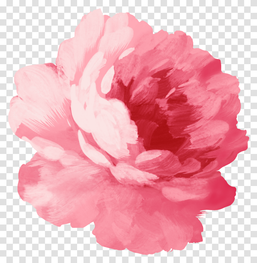 Pink Flower Peonies, Plant, Carnation, Blossom, Rose Transparent Png