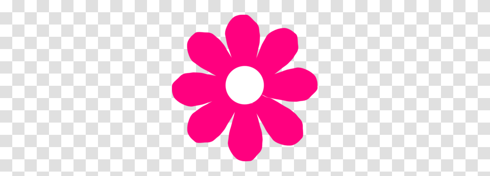 Pink Flower, Petal, Plant, Blossom, Daisy Transparent Png