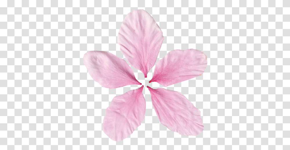 Pink Flower Petals 01 Graphic By Gina Jones Pixel Cattleya Orchids, Plant, Blossom, Hibiscus, Person Transparent Png
