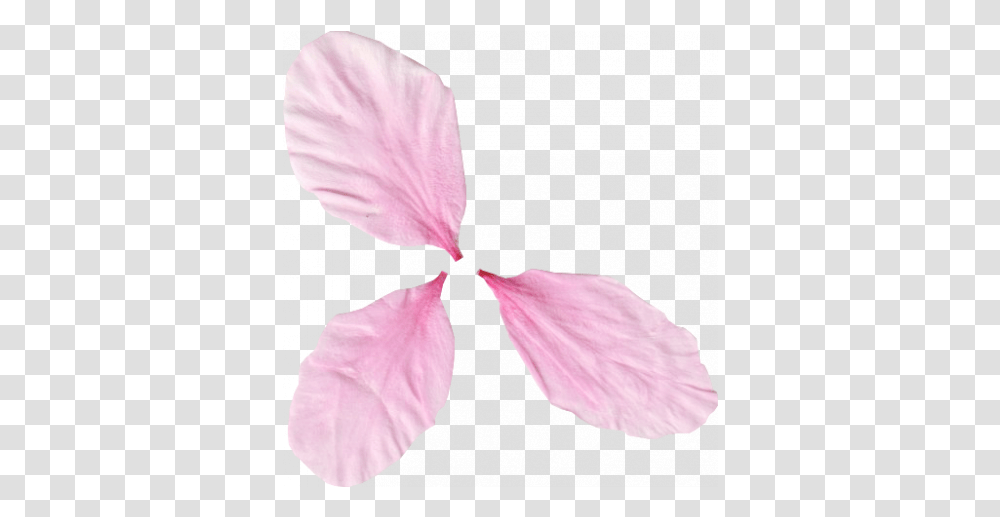 Pink Flower Petals 02 Graphic By Gina Jones Pixel Girly, Plant, Blossom, Person, Human Transparent Png