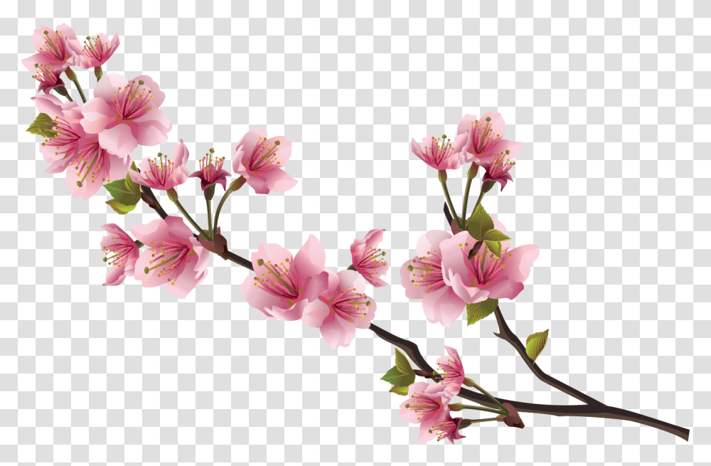 Pink Flower, Plant, Blossom, Cherry Blossom, Petal Transparent Png