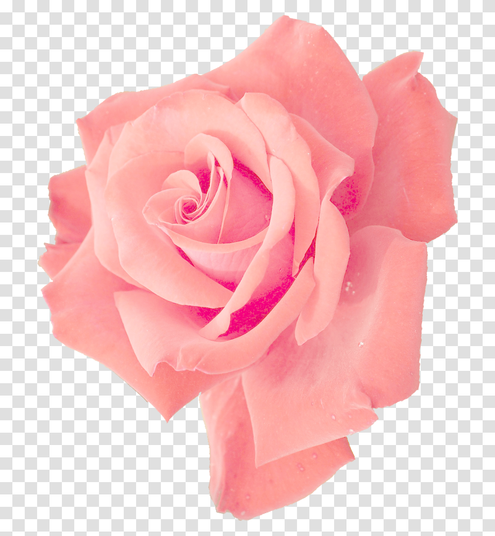 Pink Flower, Rose, Plant, Blossom, Petal Transparent Png