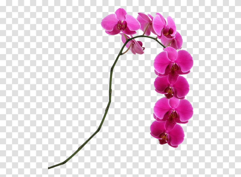 Pink Flower Singapore Moth Slipper Hot Pink Phalaenopsis Orchids, Plant, Blossom, Geranium, Petal Transparent Png