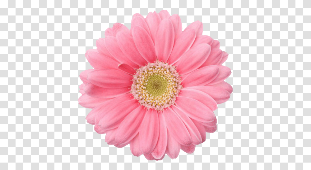 Pink Flower Tumblr Picture 1925679 Single Flowers White Background, Plant, Daisy, Daisies, Blossom Transparent Png