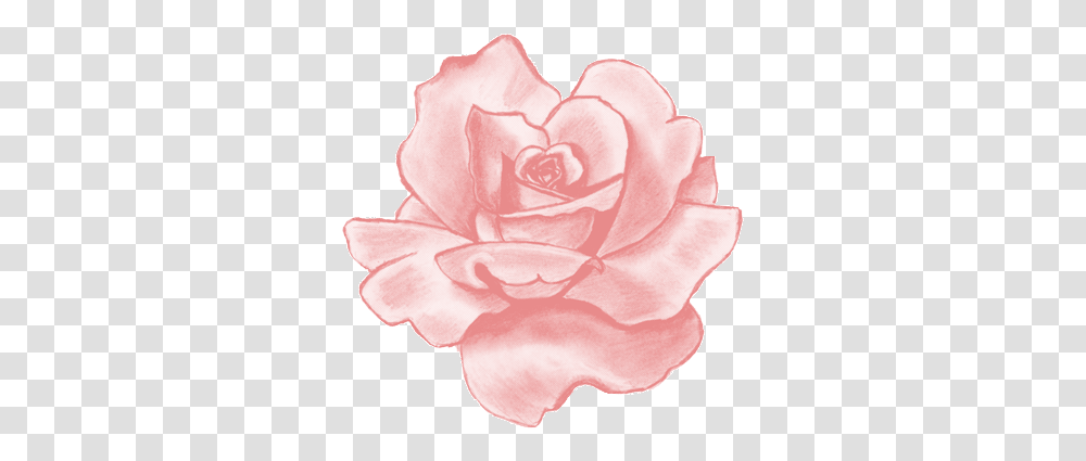 Pink Flower Tumblr & Clipart Free Download Ywd Rose Drawings In Pencil, Plant, Blossom, Petal, Carnation Transparent Png