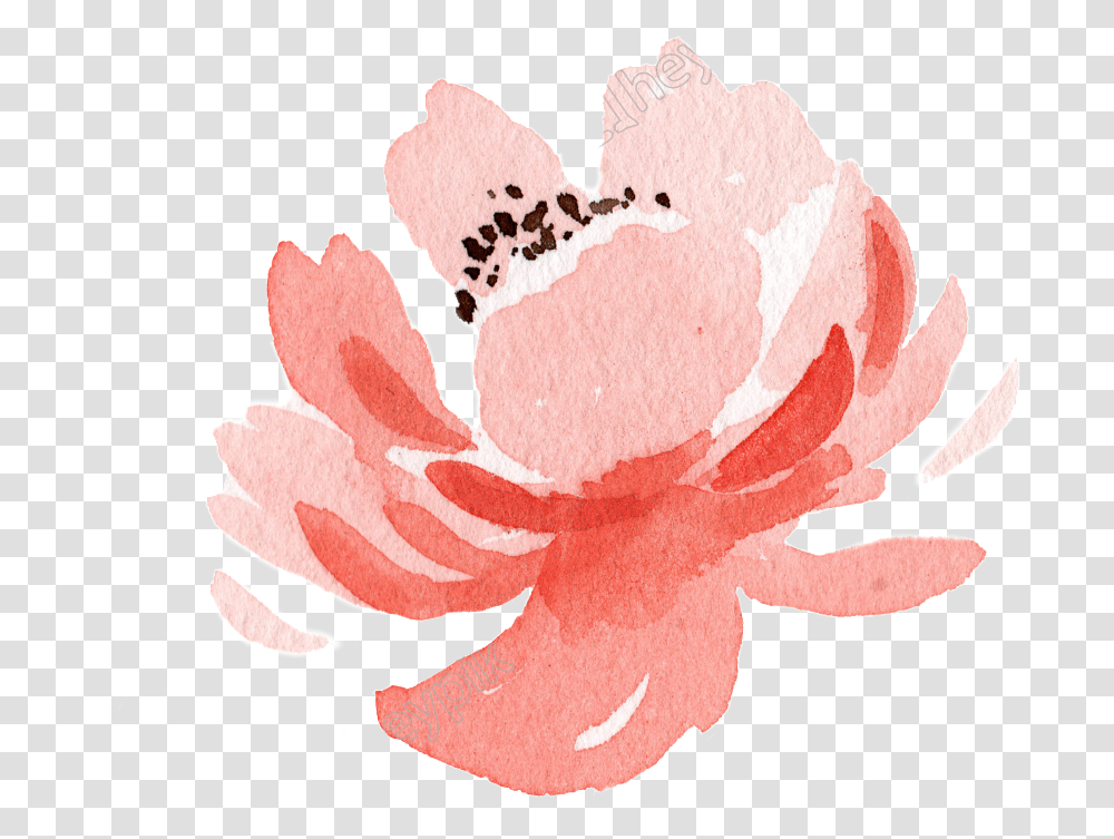 Pink Flower Watercolor Hand Painted Garden Roses, Plant, Blossom, Petal, Carnation Transparent Png