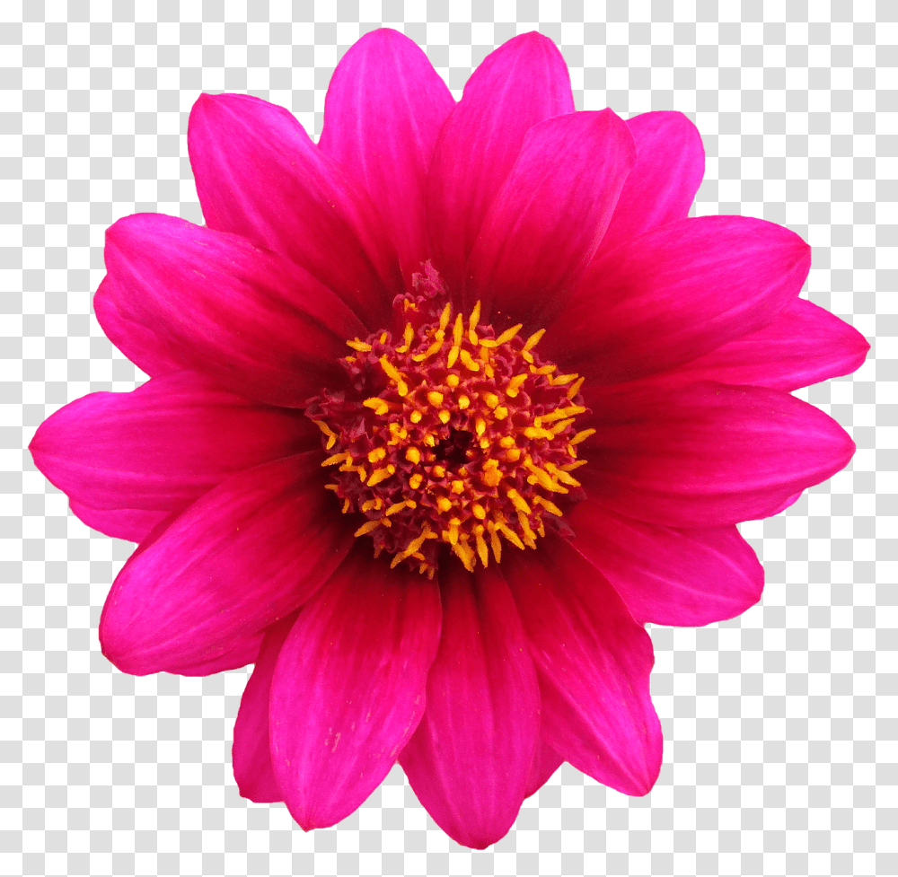 Pink Flower Yellow Stamen Background Real Flower, Plant, Blossom, Pollen, Daisy Transparent Png