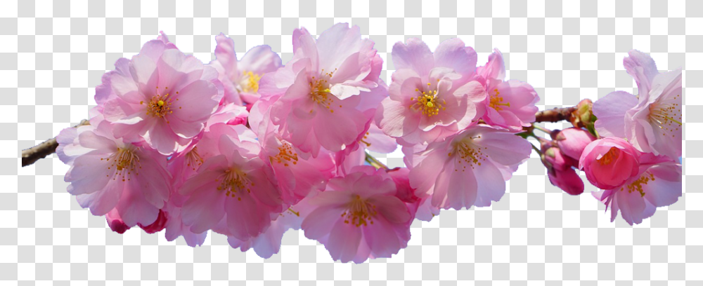 Pink Flowers Desktop Wallpaper Blossom, Plant, Cherry Blossom, Geranium, Anther Transparent Png