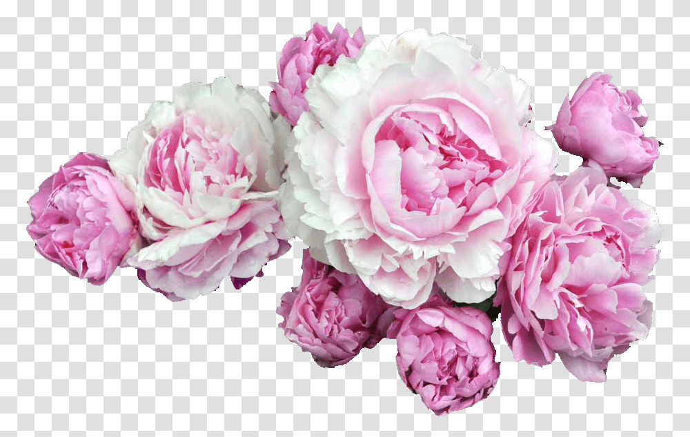 Pink Flowers Desktop Wallpaper Clip Art Background Peony Flower, Plant, Blossom, Carnation, Petal Transparent Png