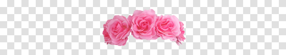 Pink Flowers Flowercrown Crown Accessories Pink Flower Crown, Rose, Plant, Blossom Transparent Png